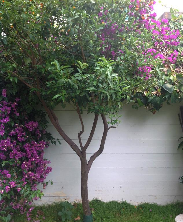 A Casa Di Lolu Bed & Breakfast Grottammare Luaran gambar